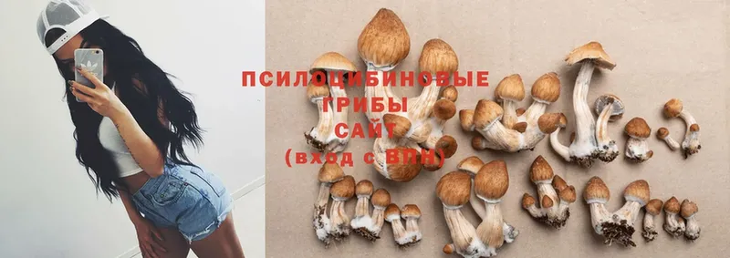 Псилоцибиновые грибы Psilocybe  где найти   МЕГА   Александров 